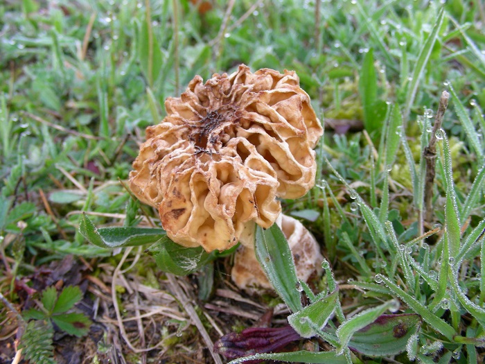 648 Aprile vecchio ritrovamento